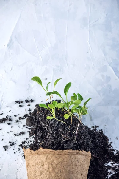 Maceta Con Tierra Brotes Plantas Verdes Flores Sobre Fondo Hormigón —  Fotos de Stock