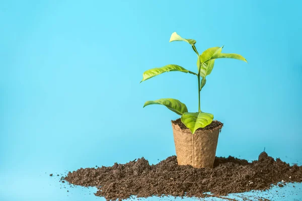 Nuevo Brote Verde Árbol Suelo Olla Turba Sobre Fondo Azul —  Fotos de Stock