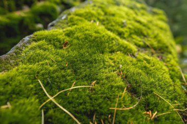 Yeşil yosunlarla kaplı ormandaki ıslak taş. Arkaplan için parlak vahşi yaşam renkleri
