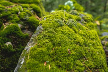 Yeşil yosunlarla kaplı ormandaki ıslak taş. Arkaplan için parlak vahşi yaşam renkleri
