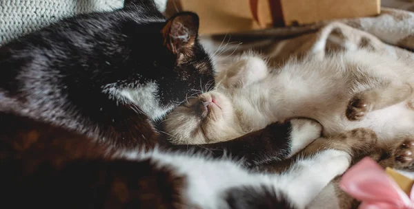 Maman chat étreint son mignon petit chaton moelleux couché sur la couverture. Soins maternels et amour des animaux de compagnie — Photo
