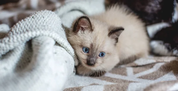 Lindo gatito mullido adorable con ojos azules se encuentra cómodamente y juega en una manta suave. Cuidando de nuestras pequeñas mascotas — Foto de Stock