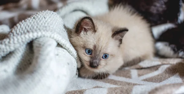 Gatinho fofo adorável bonito com olhos azuis encontra-se confortavelmente e joga em um cobertor macio. Cuidar dos nossos pequenos animais de estimação — Fotografia de Stock