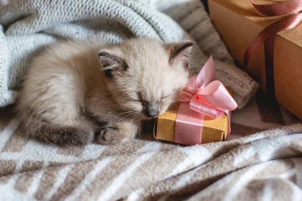 Bonito gatinho fofo adorável está dormindo confortavelmente em um cobertor macio ao lado de uma caixa de presente amarrada com uma fita — Fotografia de Stock