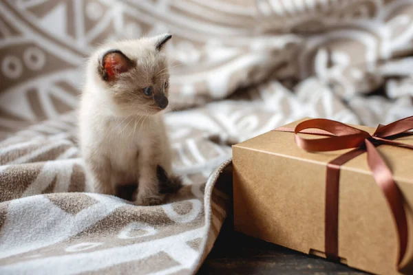 Gatinho fofo fofo brincando com presente em um cobertor macio. Um gatinho a olhar para a caixa. Cuidar dos nossos pequenos animais de estimação — Fotografia de Stock