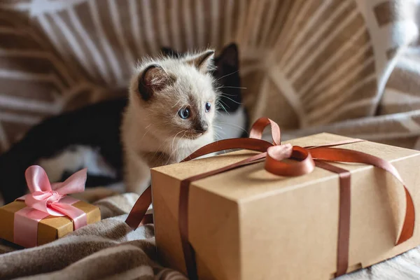 Пухнастий милий кошеня грає з подарунком на м'якій ковдрі. Маленький кіт дивиться на коробку. піклуючись про наших маленьких домашніх тварин — стокове фото