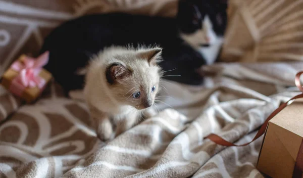 Gatinho fofo fofo brincando com presente em um cobertor macio. Um gatinho a olhar para a caixa. Cuidar dos nossos pequenos animais de estimação — Fotografia de Stock