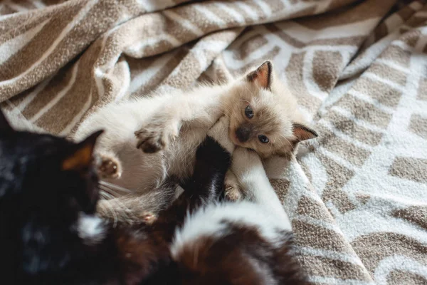 Mamãe gato brinca com seu gatinho fofo bonito deitado em um cobertor. Cuidado materno e amor de animais de estimação — Fotografia de Stock