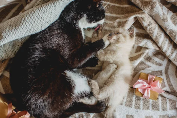Mãe gato abraça seu gatinho fofo bonito deitado no cobertor. Cuidado materno e amor de animais de estimação — Fotografia de Stock