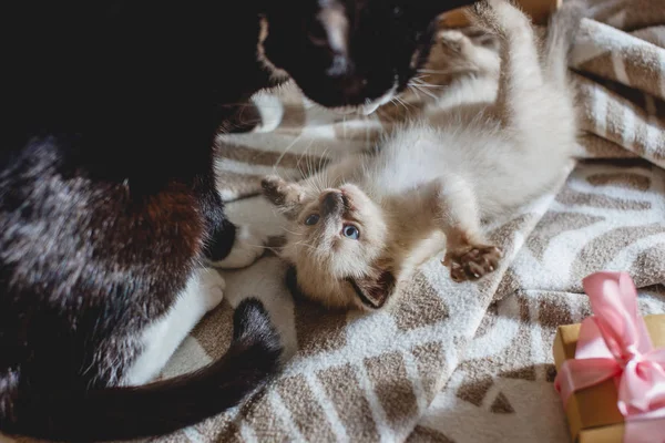 Mamãe gato brinca com seu gatinho fofo bonito deitado em um cobertor. Cuidado materno e amor de animais de estimação — Fotografia de Stock