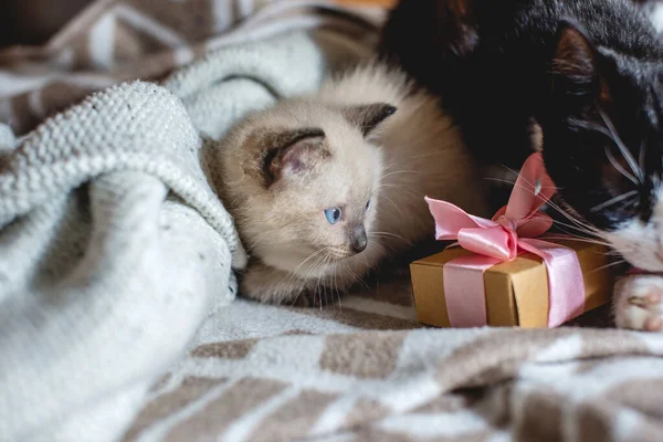 Gatinho fofo adorável bonito deitado ao lado de uma caixa de presente com uma fita em um cobertor macio. Cuidar dos nossos pequenos animais de estimação — Fotografia de Stock