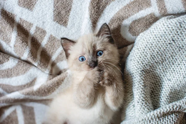 Gatinho fofo adorável bonito com olhos azuis encontra-se confortavelmente e joga em um cobertor macio. Cuidar dos nossos pequenos animais de estimação — Fotografia de Stock