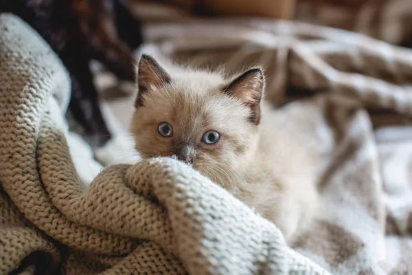 Gatinho fofo adorável bonito com olhos azuis encontra-se confortavelmente e joga em um cobertor macio. Cuidar dos nossos pequenos animais de estimação — Fotografia de Stock