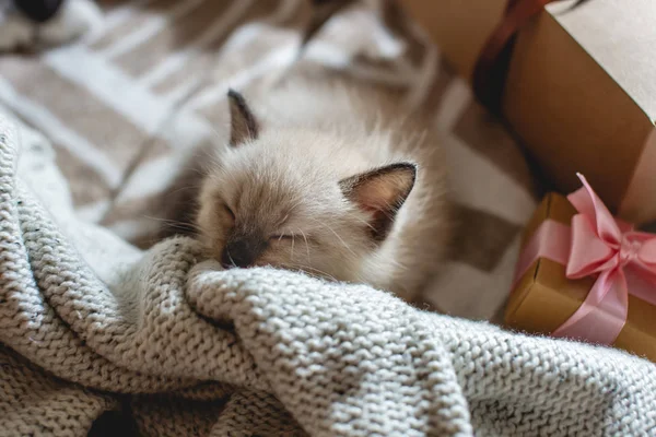 Bonito gatinho fofo adorável está dormindo confortavelmente em um cobertor macio ao lado de uma caixa de presente amarrada com uma fita — Fotografia de Stock