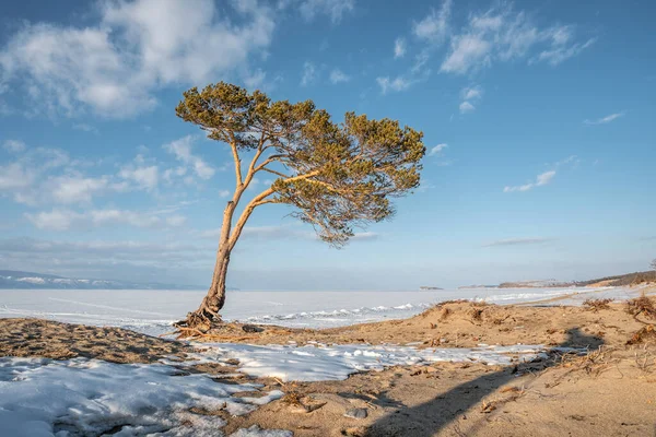 A lone tree on winter lake Baikal. Beautiful view of the snow covered ice of the lake and mountain