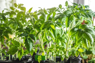 Tencere içinde domates fideleri pencerenin yanında. Tohumlar toprağa ekilmek için hazır. Ekilmiş bitkilerin yetiştirilmesi üzerine tarım çalışmaları kavramı