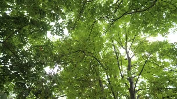 Arbre forestier vert laisse la lumière du soleil .