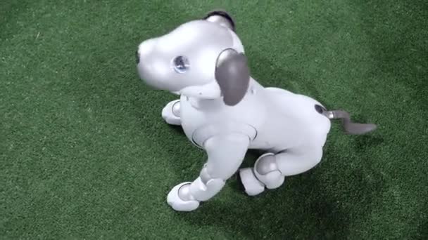 Cute robot dog executes commands. — Stock Video