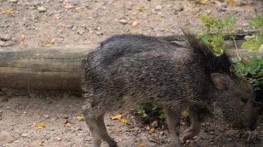 Chacoan peccary walking and eating in the zoo.