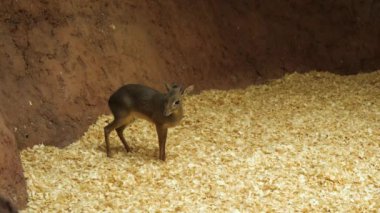 Kirks dik-dik in the aviary.
