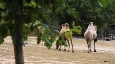 Bactrian camel family in the zoo.