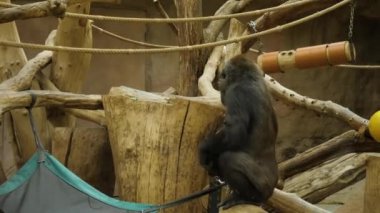 Baby gorilla in the zoo.