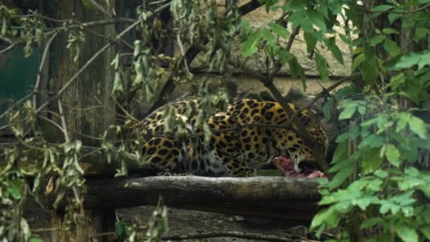 Gepard eating meat in the zoo. — Stock Video