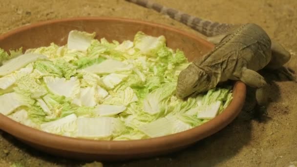Petite salade mangeant des iguanes dans une assiette . — Video