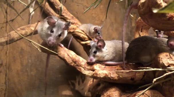 Mouse family having some rest. — Stock video