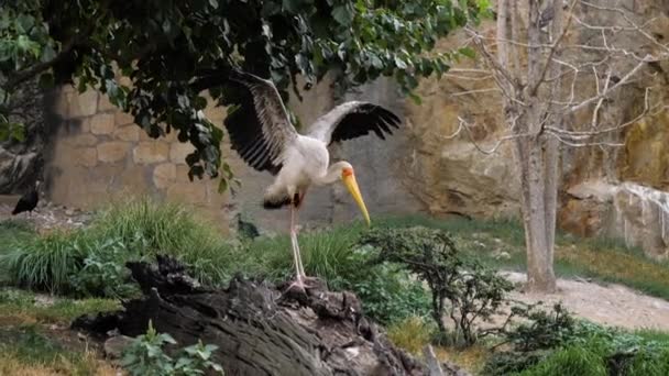 Cigüeña de pico amarillo extendiendo alas en el zoológico . — Vídeos de Stock