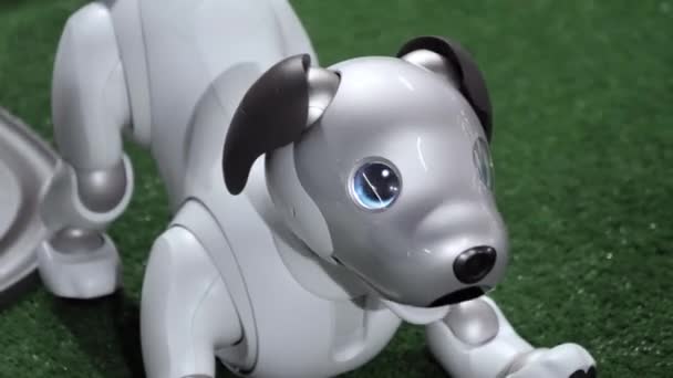 Sony Aibo robot köpek pruva pozisyonunda. — Stok video