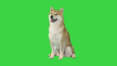 Şirin shiba inu köpeği yeşil ekranda bekliyor, Chroma Key.