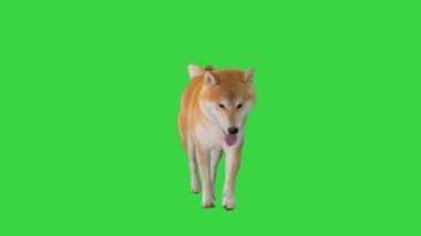 Şirin küçük Shiba Inu Yeşil Ekranda Yürüyor, Chroma Key.