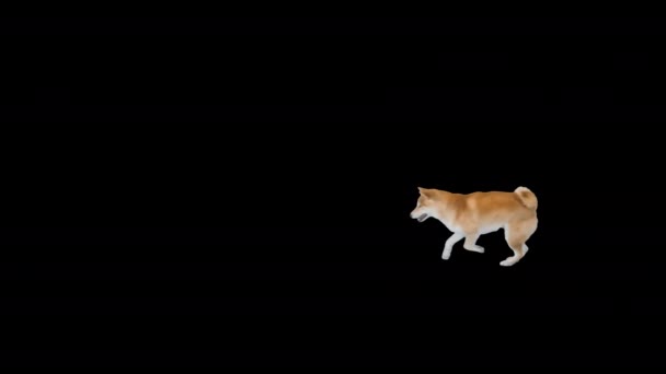 Shiba Inu corre dietro alla palla, Alpha Channel — Video Stock