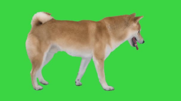 Roztomilý Shiba Inu pes chůze na zelené obrazovce, Chroma klíč. — Stock video