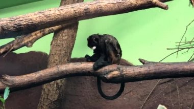 Monkey in the avairy in the zoo.