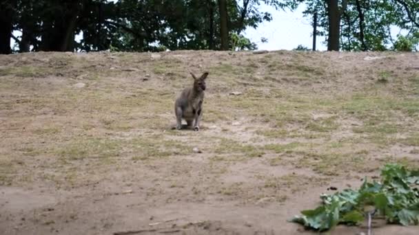 Wallaroo caminando en el zoológico . — Vídeos de Stock