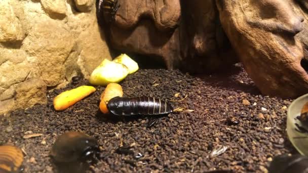 Blattodea having a lunch in the zoo. — Stockvideo