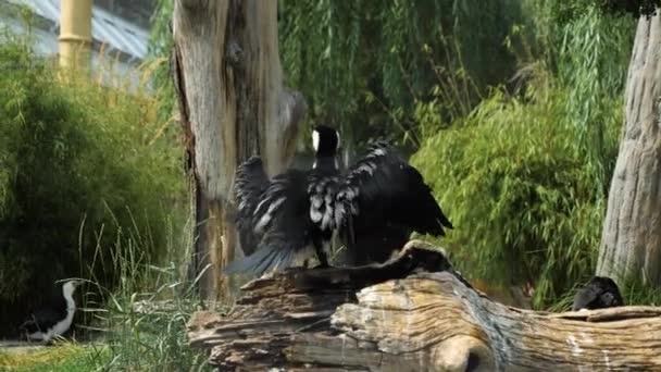 Funny white and black bird spreading wings. — Stock videók