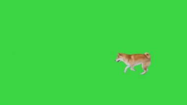 Shiba Inu yeşil ekranda topun peşinden koşuyor, Chroma Key.