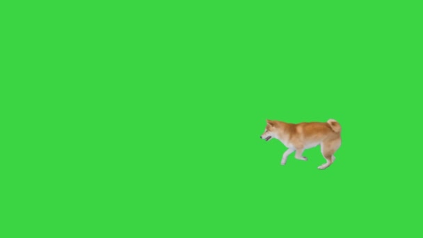 Shiba Inu correre dietro la palla su uno schermo verde, Chroma Key . — Video Stock