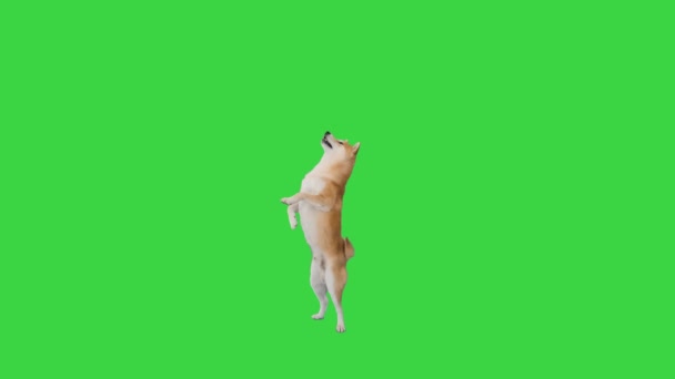 Girl training shiba inu, japanese puppy, hachiko on a Green Screen, Chroma Key. — Stock Video