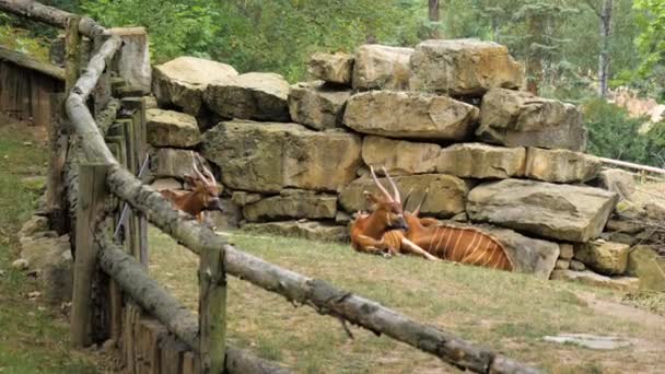 Oosterse bongo 's rusten op een warme zomerdag. — Stockvideo