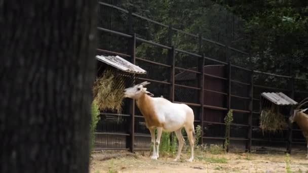 Rusa hayvanat bahçesinde saman yiyor.. — Stok video