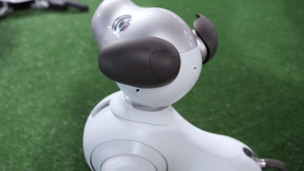 Niedlicher japanischer Roboterhund dreht den Kopf und schaut in die Kamera. — Stockvideo
