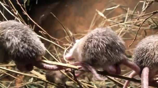 Familia de ratones en un avairy . — Vídeos de Stock