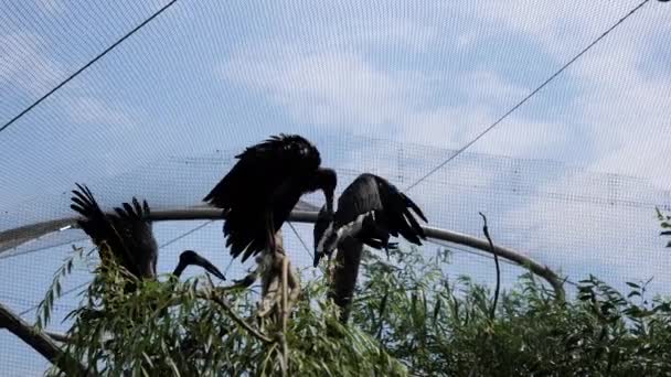 Mehrere schwarze Vögel in einem Käfig. — Stockvideo