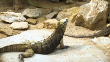 Iguana teraryumda sürünüyor..