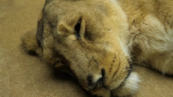 León africano durmiendo sobre piedra plana . — Vídeos de Stock