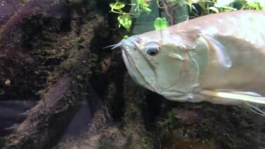 Gümüş arowana akvaryum okyanusunda yüzer..